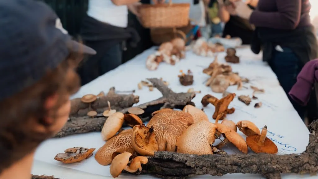 hunting for mushrooms portugal