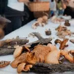 hunting for mushrooms portugal