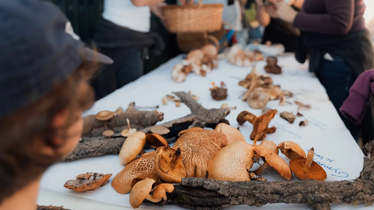 hunting for mushrooms portugal