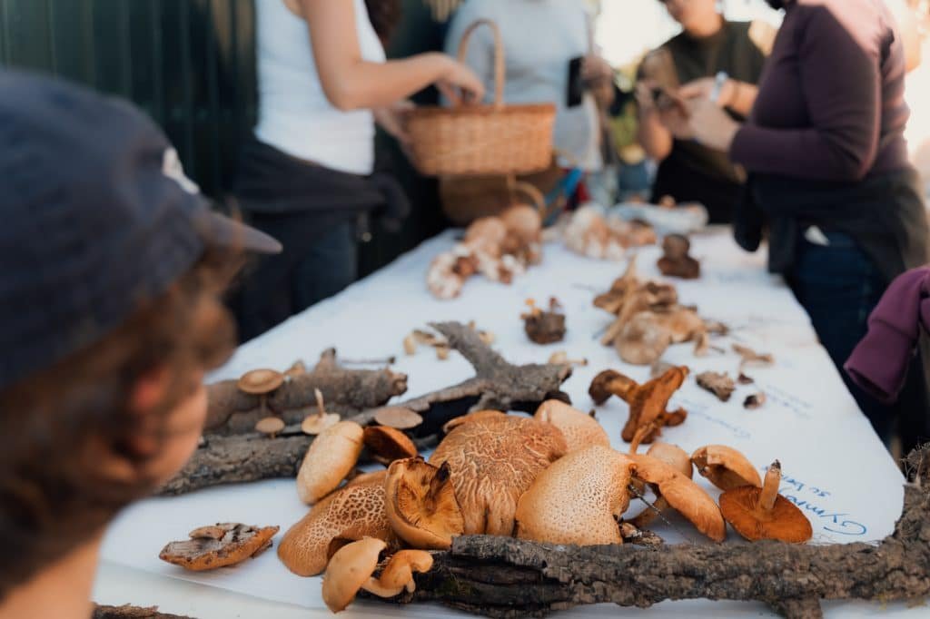 A Verdadeira face da Silarca (Amanita Ponderosa): Uma Jornada pelo Cogumelo 2 cabeca gorda silarca