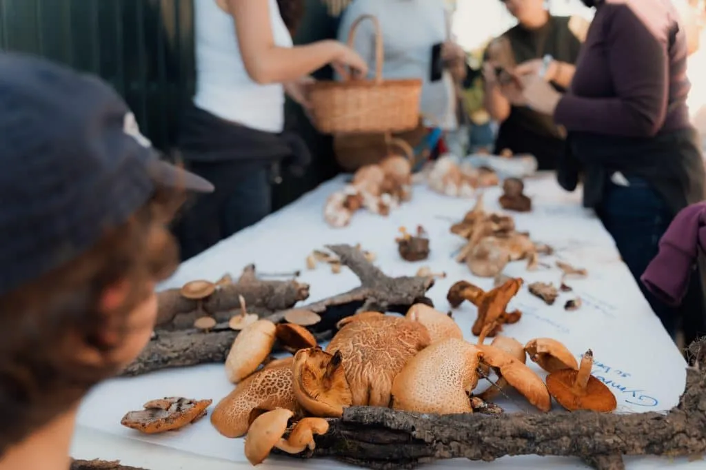 cabeca gorda silarca