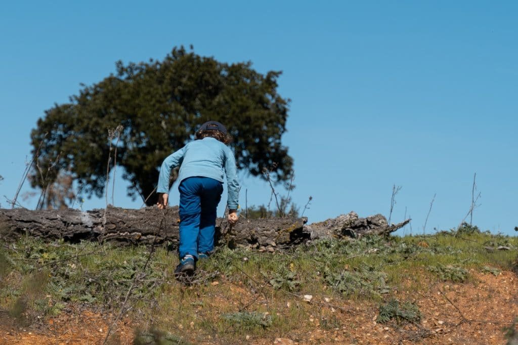 A Verdadeira face da Silarca (Amanita Ponderosa): Uma Jornada pelo Cogumelo 13 apamhar cogumelos