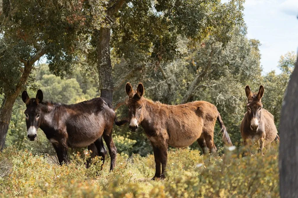 burros alentejo cabeca gorda