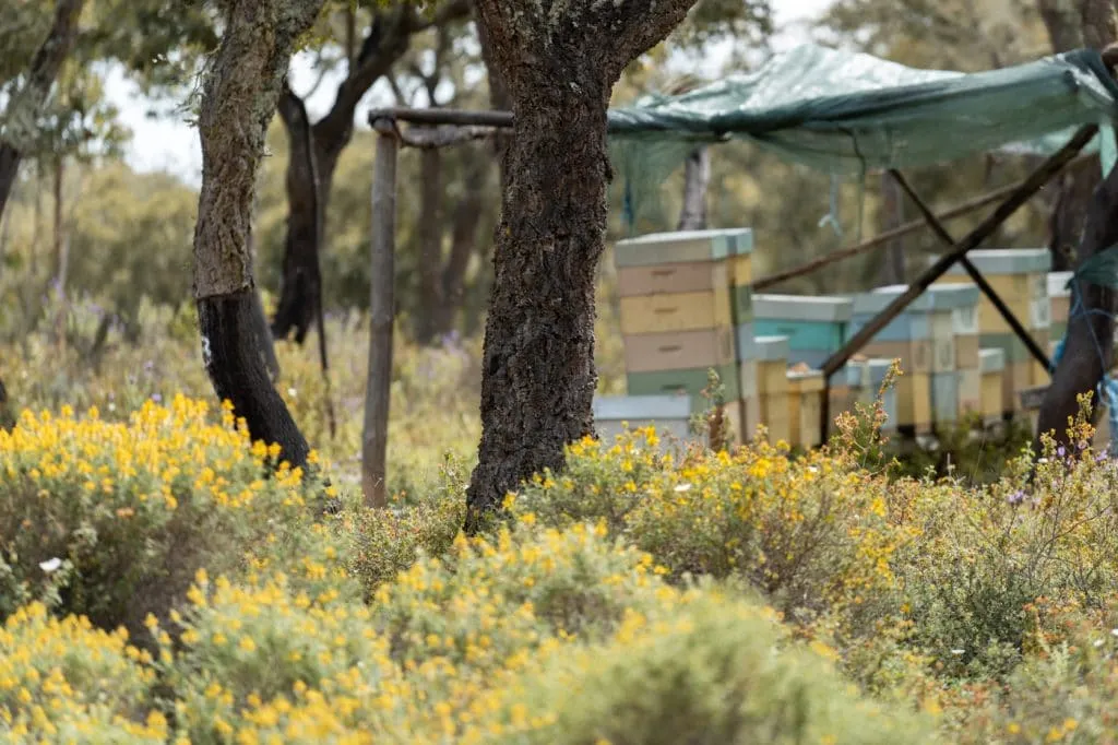alentejo abelhas