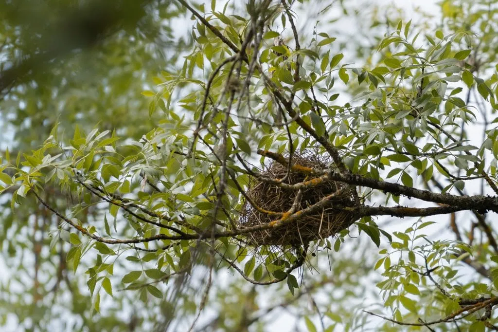 birds nest alentejo