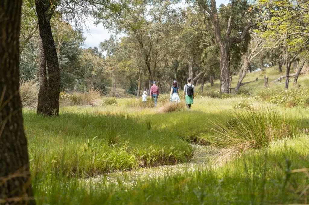 walking in a forest near a stream