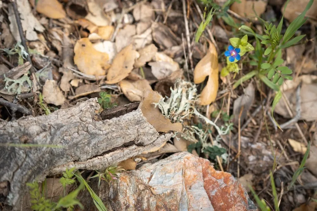 nature flower and wood