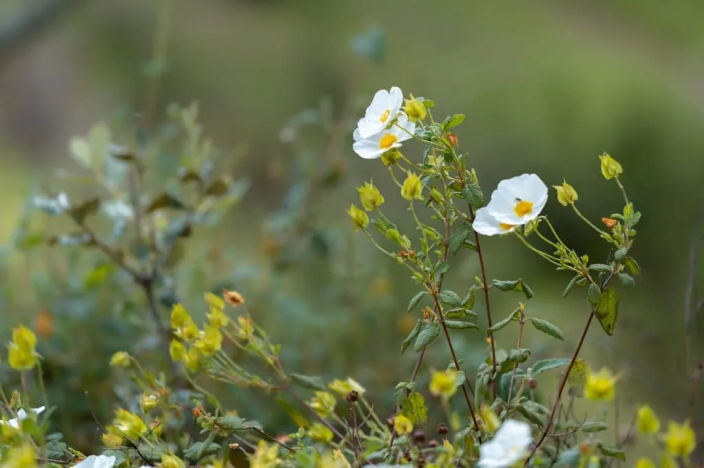 flower from alentejo