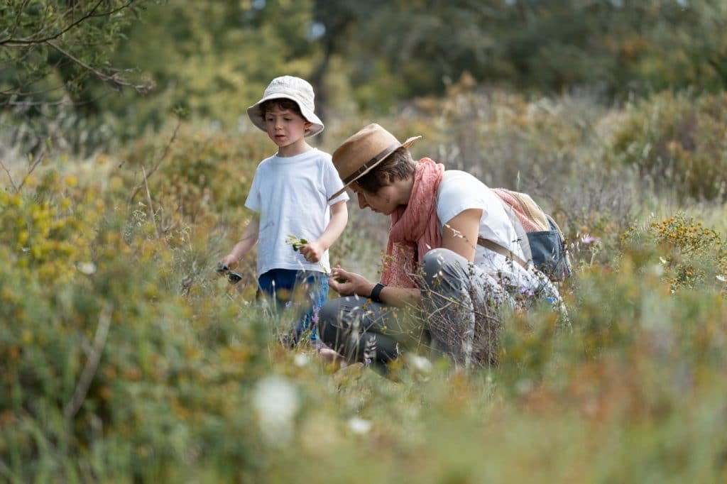 A Verdadeira face da Silarca (Amanita Ponderosa): Uma Jornada pelo Cogumelo 31 mother and son picking mushrooms