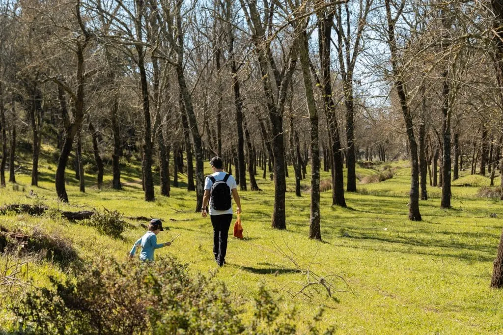 cabeca gorda silarca floresta