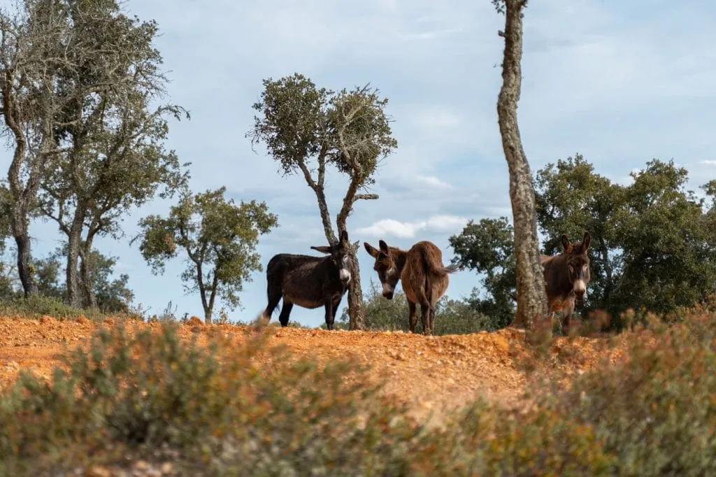 donkeys roaming free