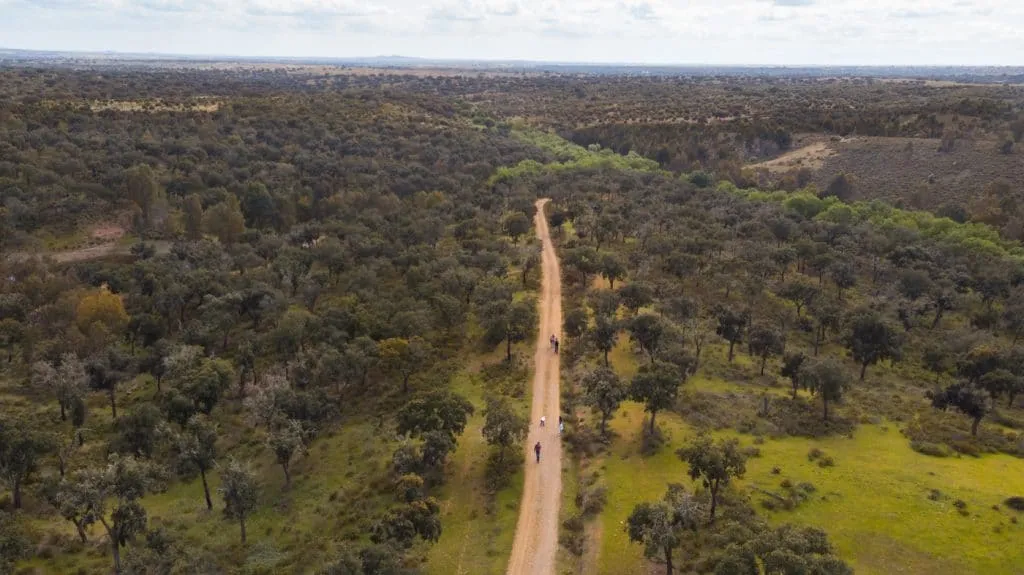 alentejo cabeca gorda