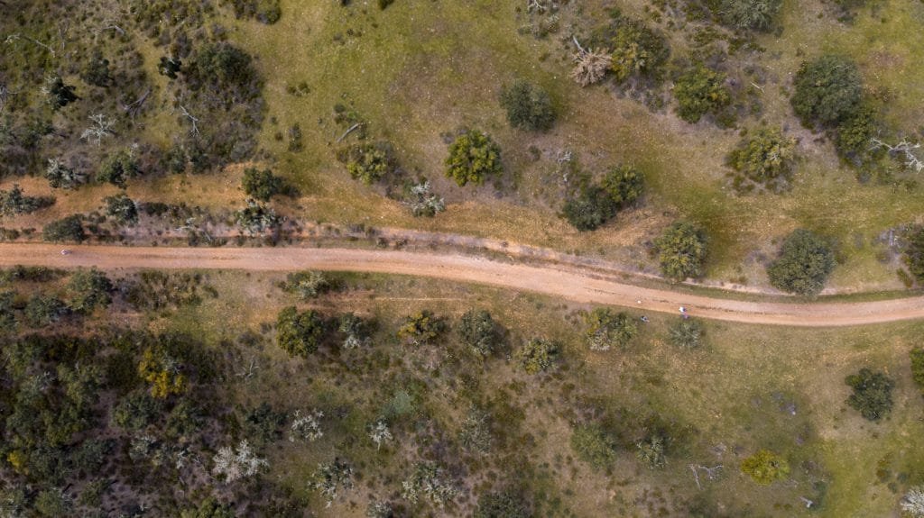 A Verdadeira face da Silarca (Amanita Ponderosa): Uma Jornada pelo Cogumelo 36 alentejo cabeca gorda drone