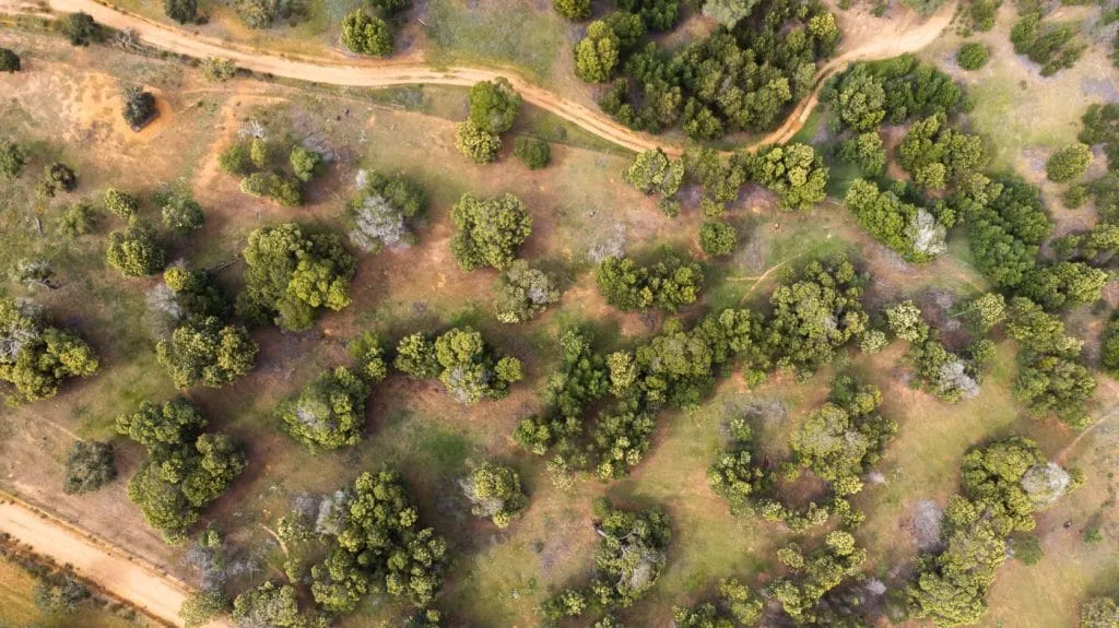 alentejo cabeca gorda