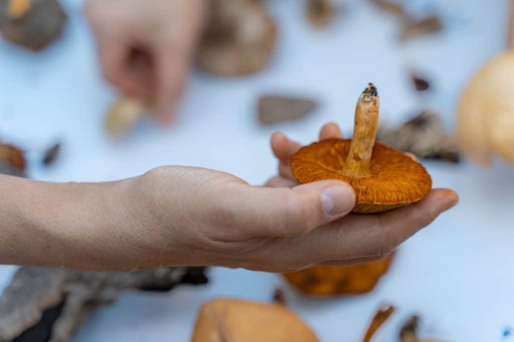 A Verdadeira face da Silarca (Amanita Ponderosa): Uma Jornada pelo Cogumelo 9 cogumelo festival