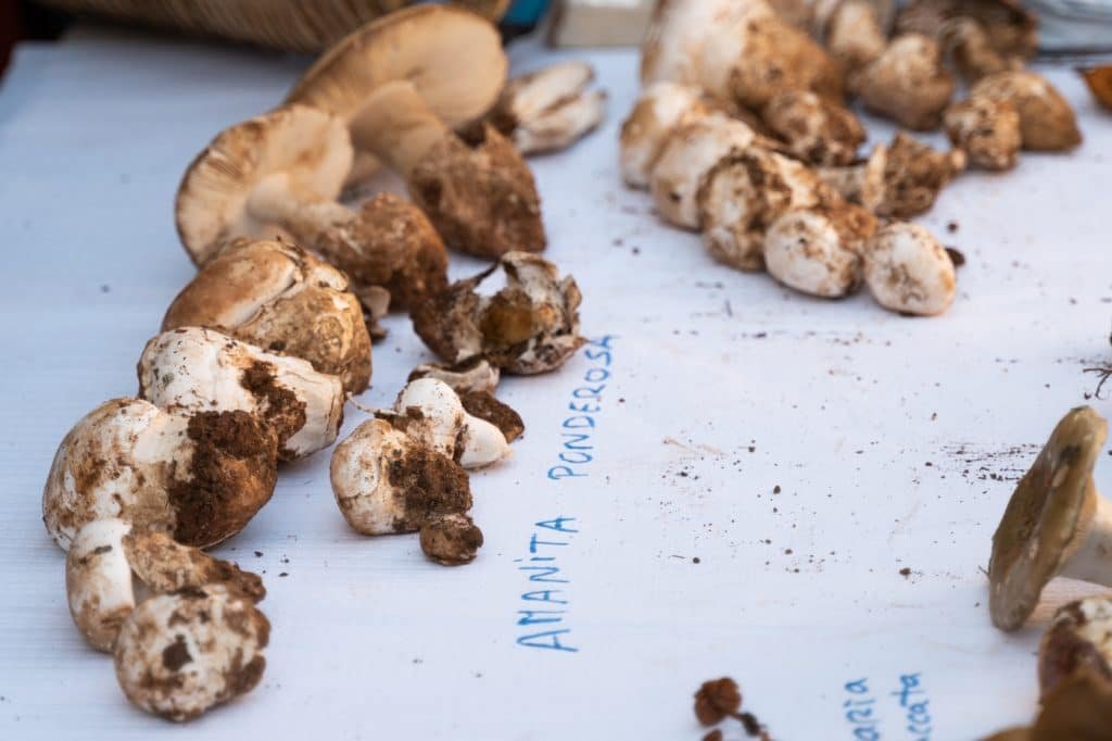 A Verdadeira face da Silarca (Amanita Ponderosa): Uma Jornada pelo Cogumelo 10 amanita ponderosa silarca