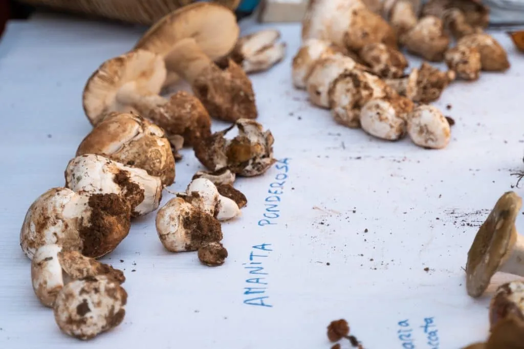 amanita ponderosa silarca