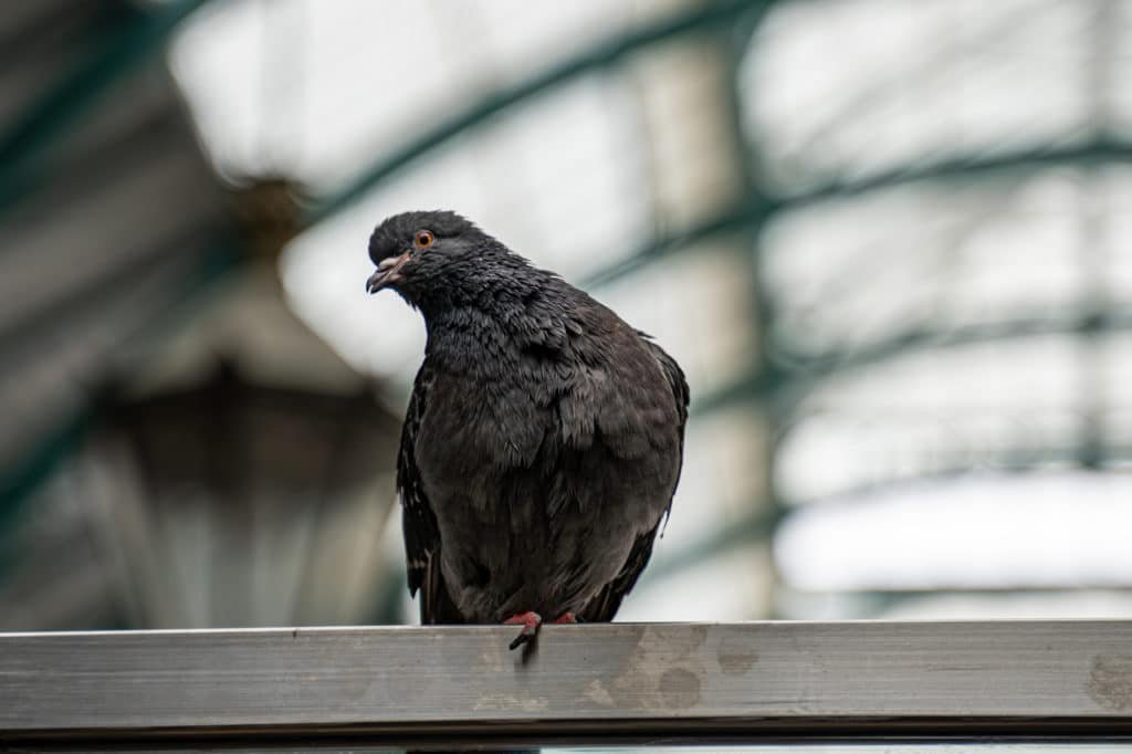 Top Tips to Visit London: Maximize Your Family Get-Together Experience 4 pidgeon in london