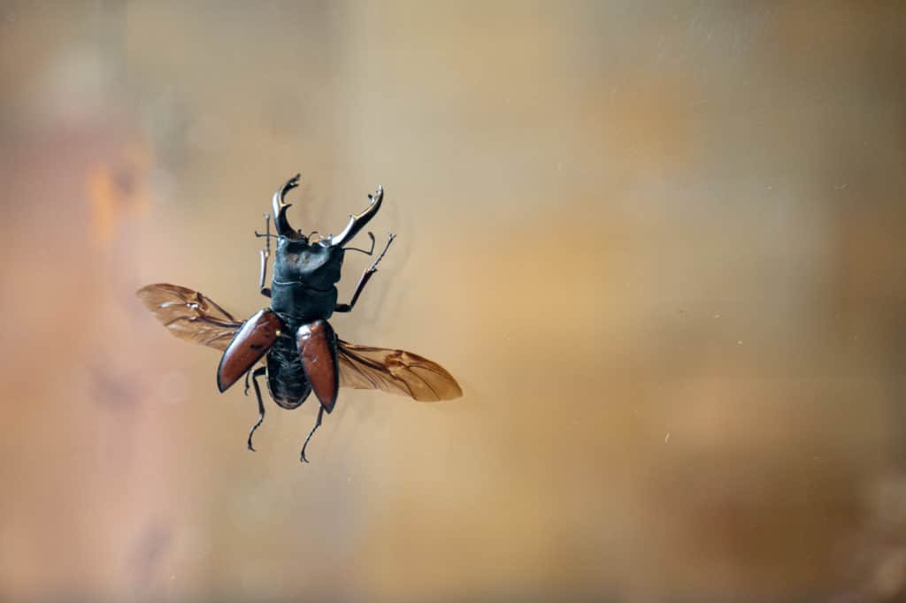 Top Tips to Visit London: Maximize Your Family Get-Together Experience 10 a fly in the national history museum london