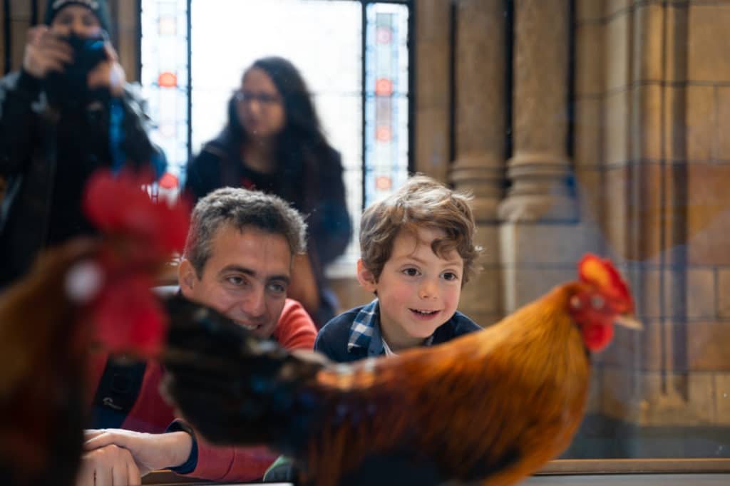 Top Tips to Visit London: Maximize Your Family Get-Together Experience 21 a cock in the national history museum london