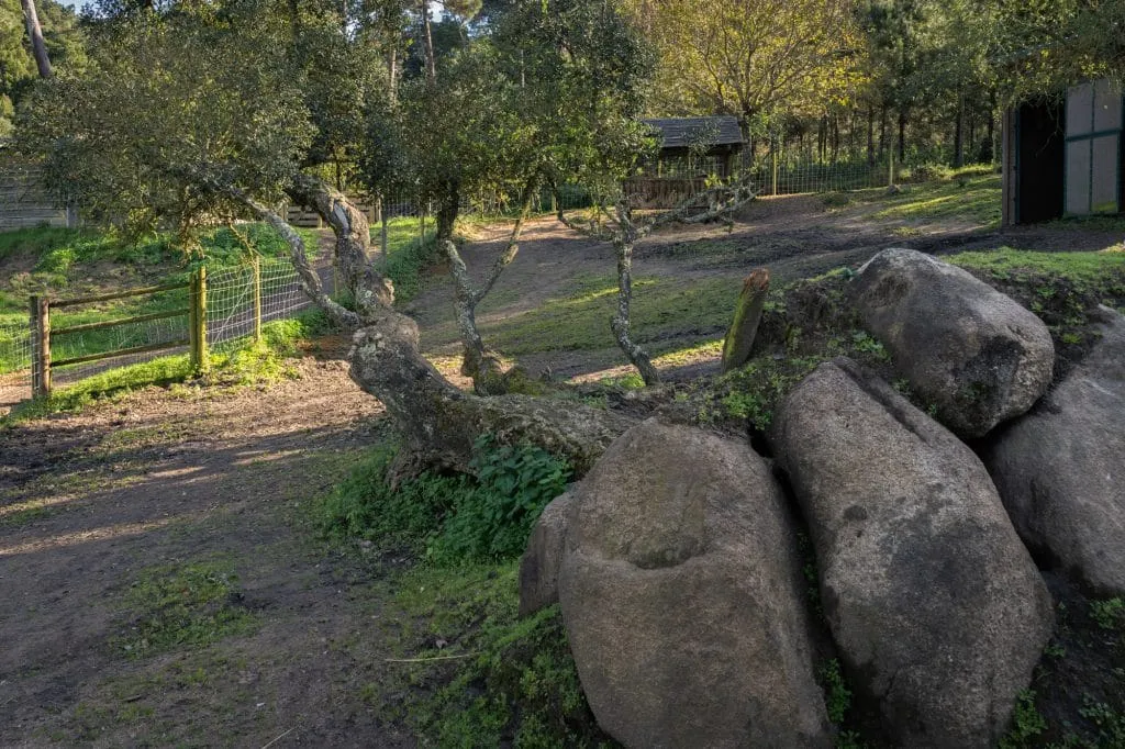 Experience the Magic of Learning at a Forest School - Less screen time, more green time. 22