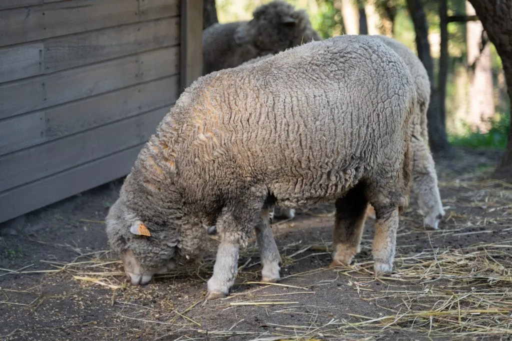 Experience the Magic of Learning at a Forest School - Less screen time, more green time. 21