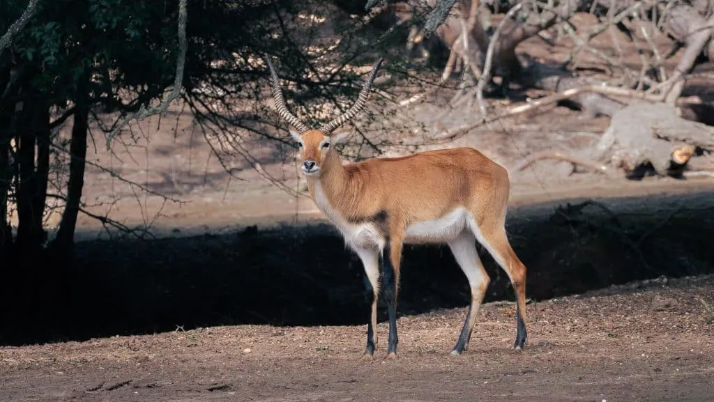 Um Destino Perfeito para Famílias - Descubra a Beleza do Badoca Safari Park em Portugal 5 Um Destino Perfeito para Famílias - Descubra a Beleza do Badoca Safari Park em Portugal 5