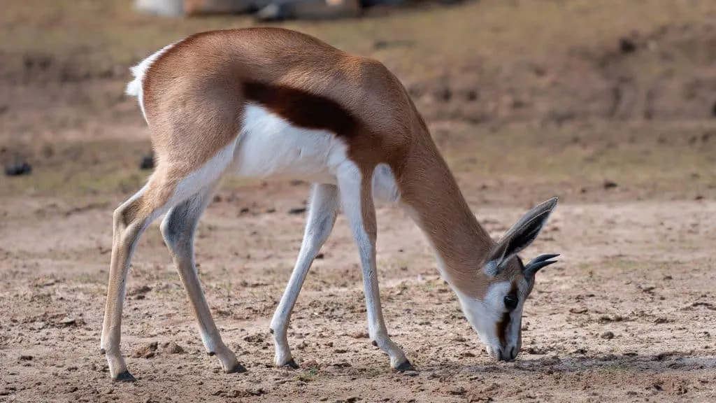Um Destino Perfeito para Famílias - Descubra a Beleza do Badoca Safari Park em Portugal 16 Um Destino Perfeito para Famílias - Descubra a Beleza do Badoca Safari Park em Portugal 16