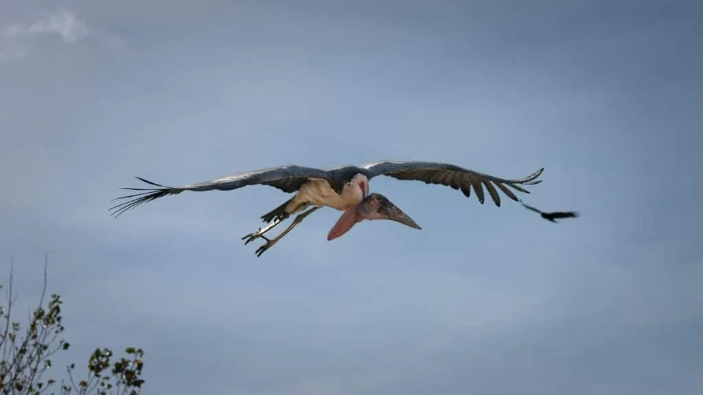Um Destino Perfeito para Famílias - Descubra a Beleza do Badoca Safari Park em Portugal 2 Um Destino Perfeito para Famílias - Descubra a Beleza do Badoca Safari Park em Portugal 2
