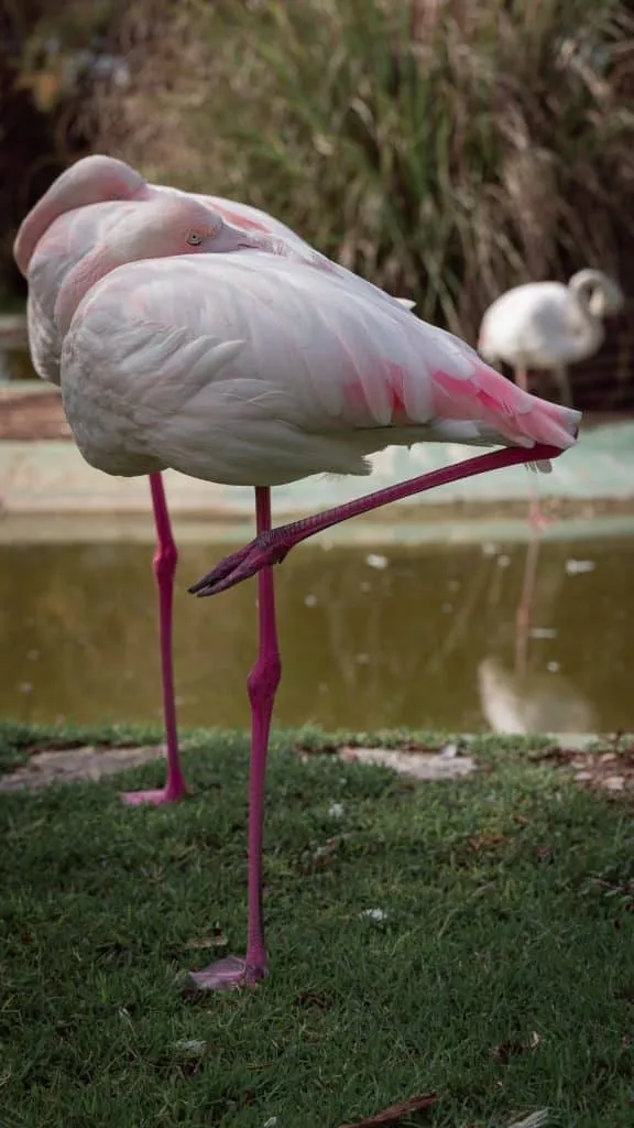 Um Destino Perfeito para Famílias - Descubra a Beleza do Badoca Safari Park em Portugal 17 Um Destino Perfeito para Famílias - Descubra a Beleza do Badoca Safari Park em Portugal 17