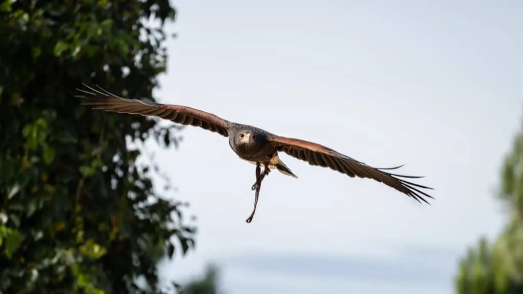 Um Destino Perfeito para Famílias - Descubra a Beleza do Badoca Safari Park em Portugal 4 Um Destino Perfeito para Famílias - Descubra a Beleza do Badoca Safari Park em Portugal 4
