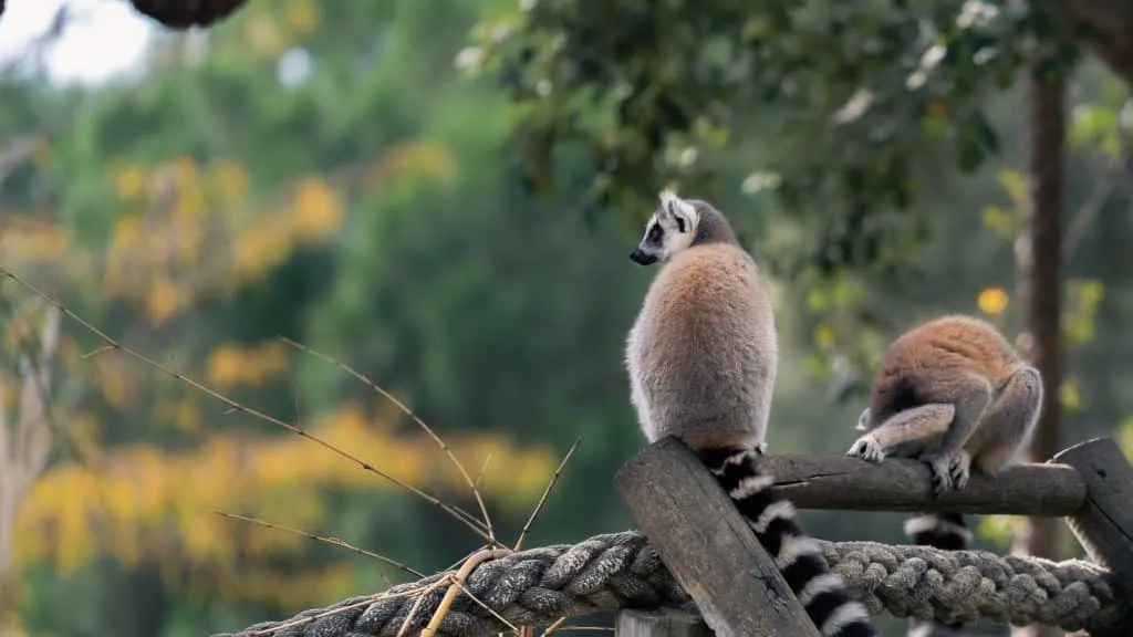 Um Destino Perfeito para Famílias - Descubra a Beleza do Badoca Safari Park em Portugal 10 Um Destino Perfeito para Famílias - Descubra a Beleza do Badoca Safari Park em Portugal 10