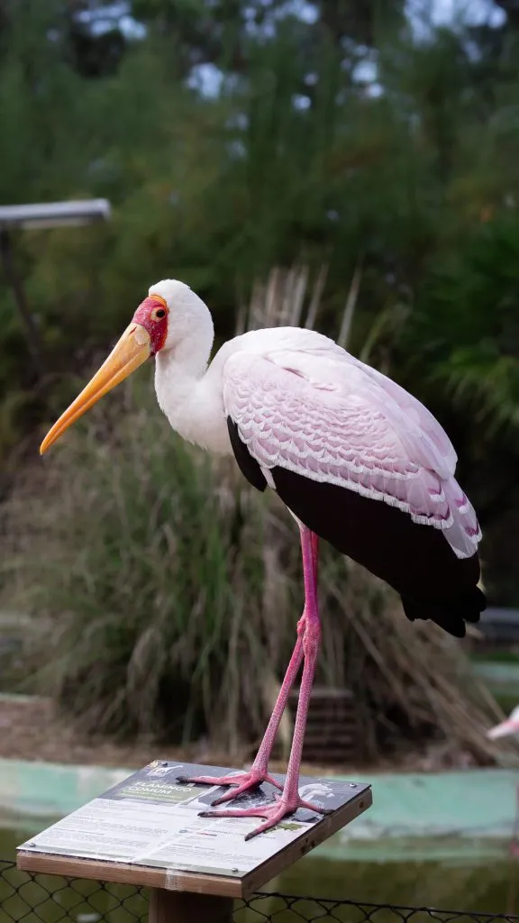 Um Destino Perfeito para Famílias - Descubra a Beleza do Badoca Safari Park em Portugal 9 Um Destino Perfeito para Famílias - Descubra a Beleza do Badoca Safari Park em Portugal 9