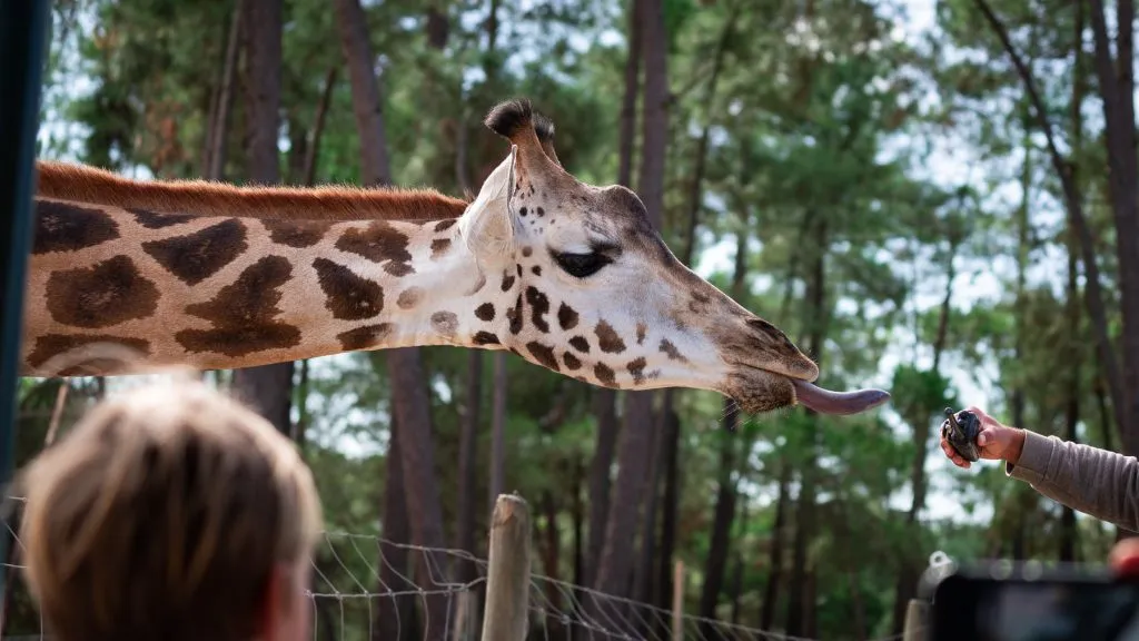 Um Destino Perfeito para Famílias - Descubra a Beleza do Badoca Safari Park em Portugal 14 Um Destino Perfeito para Famílias - Descubra a Beleza do Badoca Safari Park em Portugal 14
