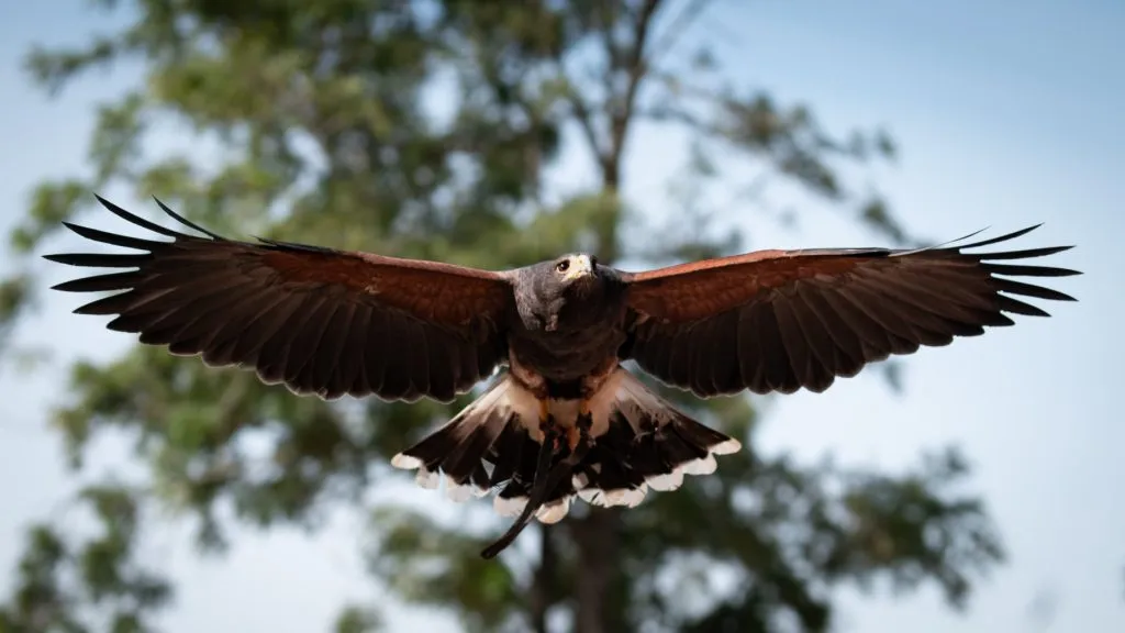 Um Destino Perfeito para Famílias - Descubra a Beleza do Badoca Safari Park em Portugal 3 Um Destino Perfeito para Famílias - Descubra a Beleza do Badoca Safari Park em Portugal 3