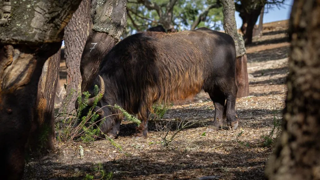 Um Destino Perfeito para Famílias - Descubra a Beleza do Badoca Safari Park em Portugal 7 Um Destino Perfeito para Famílias - Descubra a Beleza do Badoca Safari Park em Portugal 7