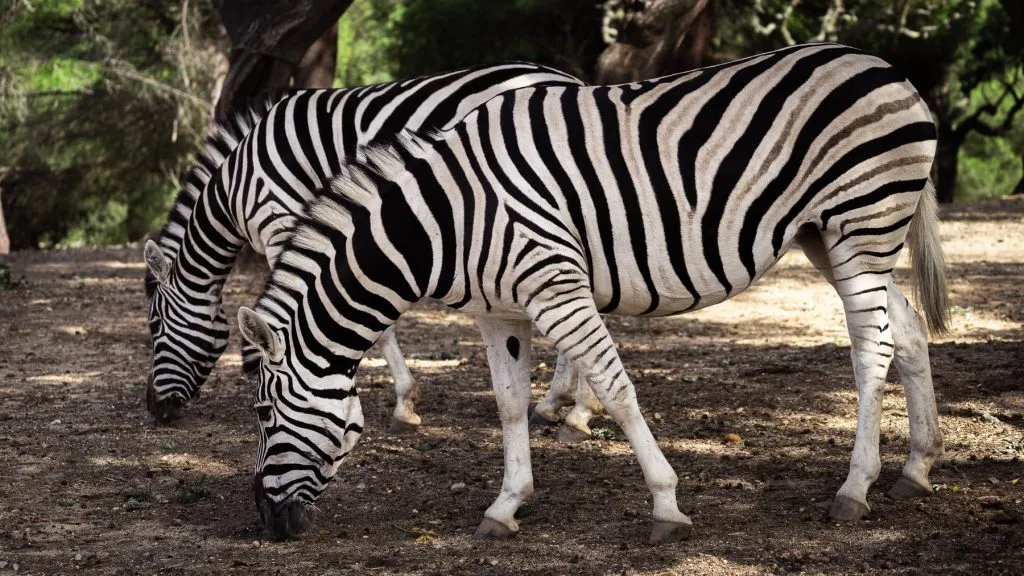 Um Destino Perfeito para Famílias - Descubra a Beleza do Badoca Safari Park em Portugal 6 Um Destino Perfeito para Famílias - Descubra a Beleza do Badoca Safari Park em Portugal 6
