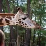 Discover the Beauty of Badoca Safari Park in Portugal: A Perfect Family Getaway 35