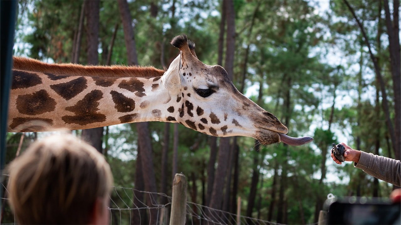 Discover the Beauty of Badoca Safari Park in Portugal: A Perfect Family Getaway 4